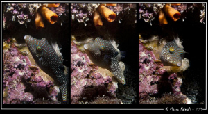 Puffer sequence.....(False-eye toby - Canthigaster papua ... by Marco Faimali 